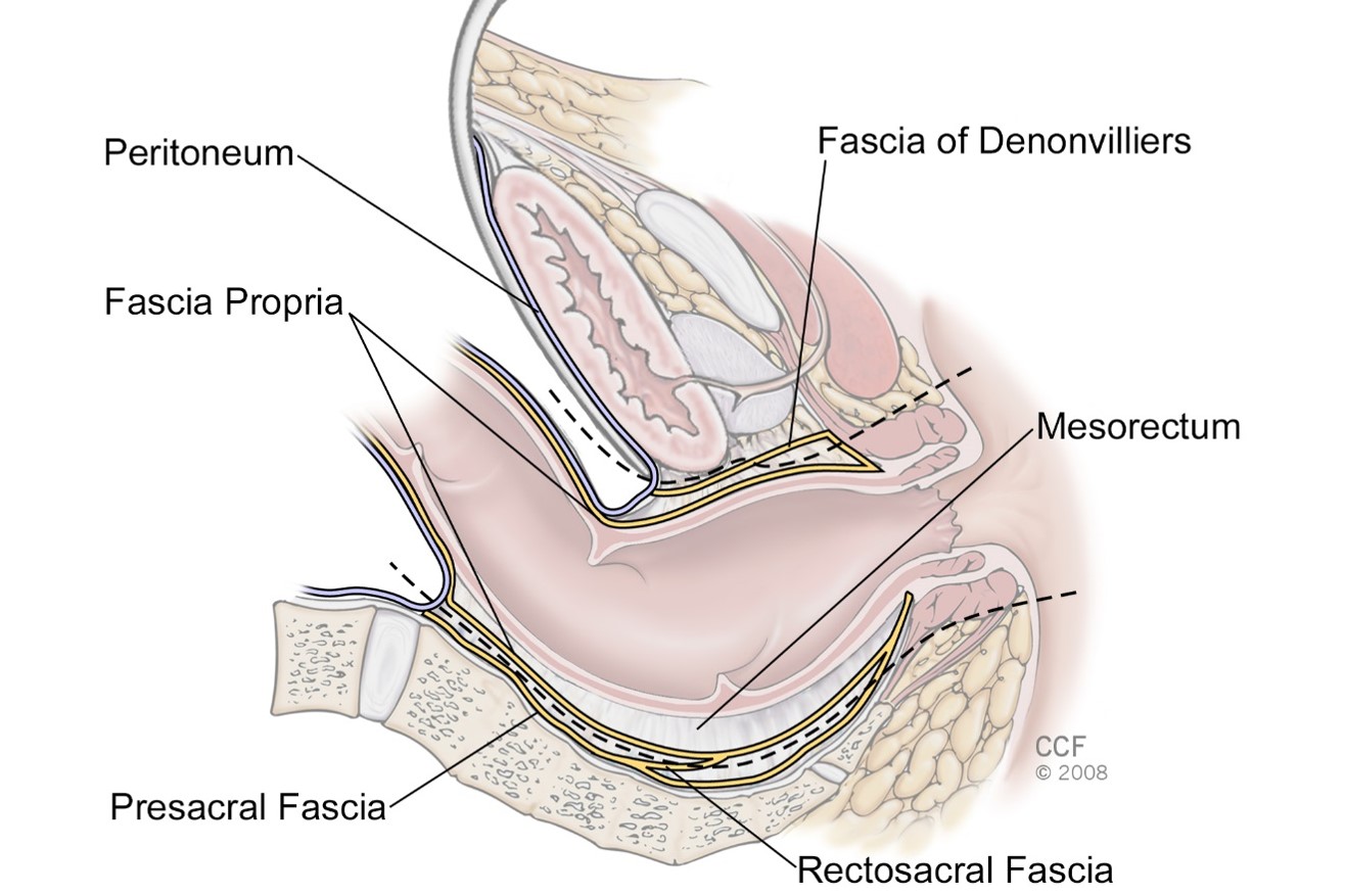 Rectal Anatomy Fundamentals of Rectal Cancer Surgery